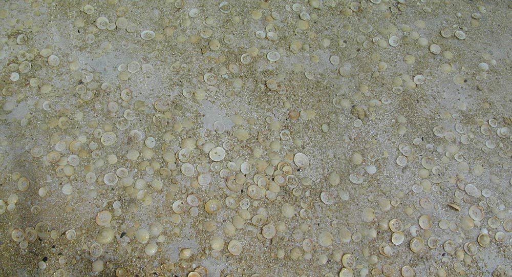 24seashells.jpg